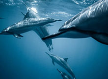 莫兰特或因伤缺席G2 湖人晋级已经无悬念?